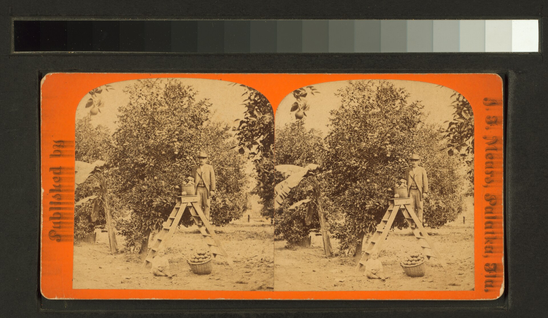 Workers at a Florida orange grove.
