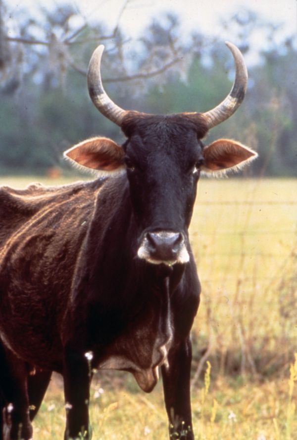 Florida Cracker cattle on open pasture.