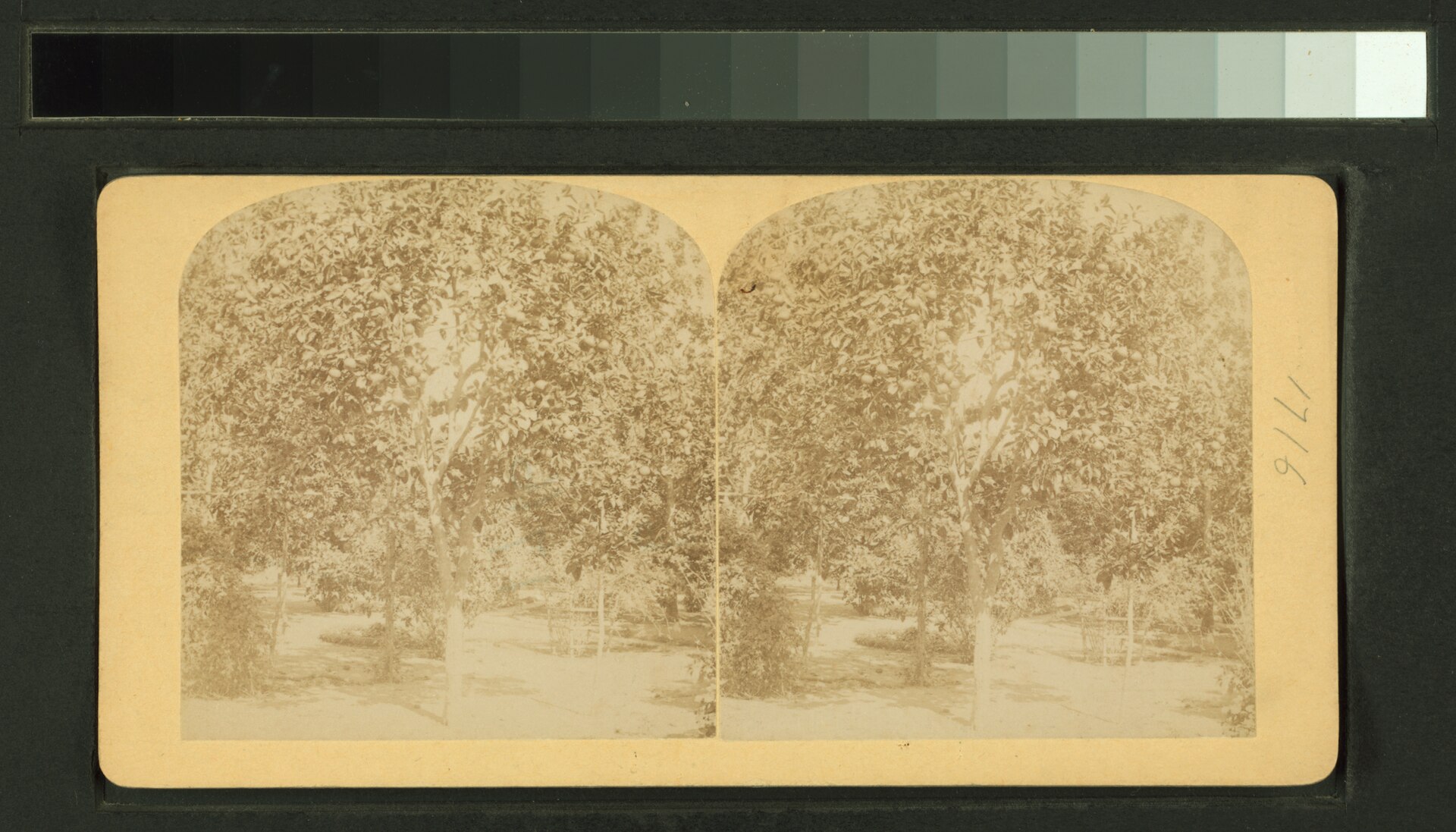 Period photograph of a Florida orange grove.