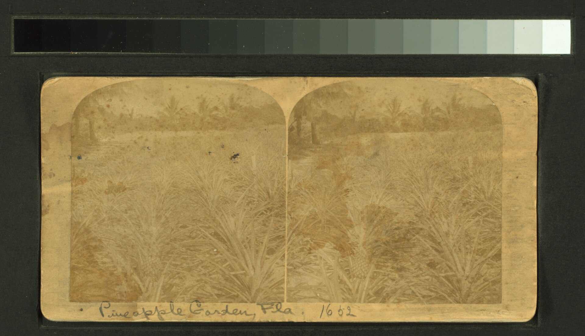 Late-19th-century Florida pineapple field.